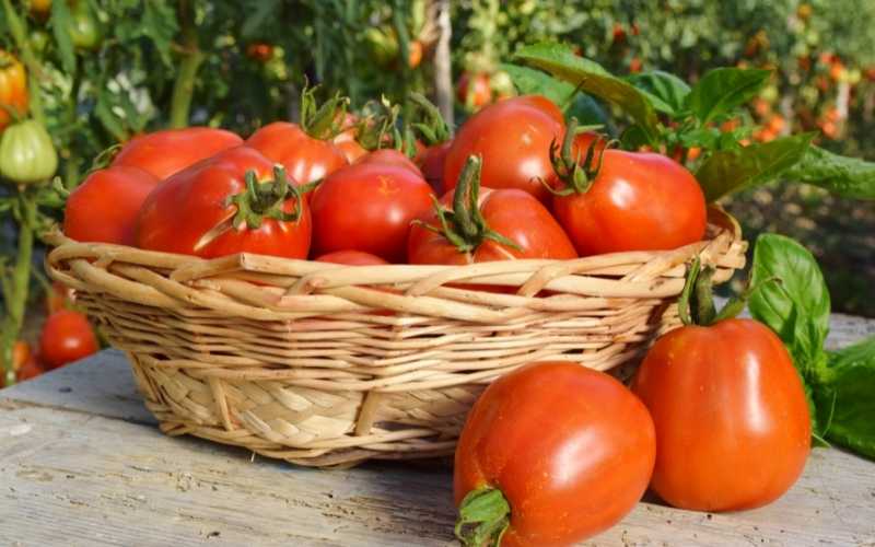Fun Facts About Greenhouse Tomatoes