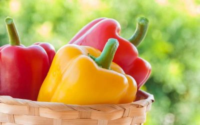 Fun Facts About Greenhouse Peppers