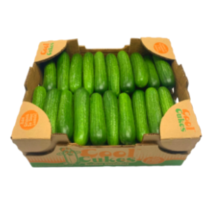 mini-seedless-cucumbers-cool-cukes