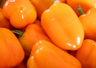 erie-james-orange-bell-peppers-leamington-ontario
