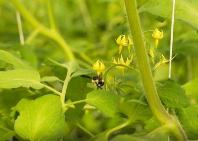 bee-pollinating-cucumber-plant-flower-erie-james