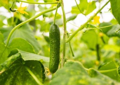 erie-james-fresh-produce-leamington-ontario-greenhouse-grown-cucumbers