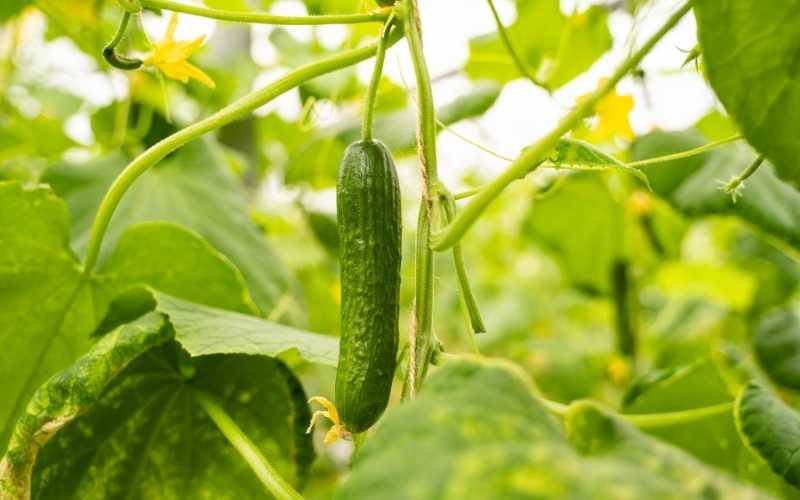 erie-james-fresh-produce-leamington-ontario-greenhouse-grown-cucumbers